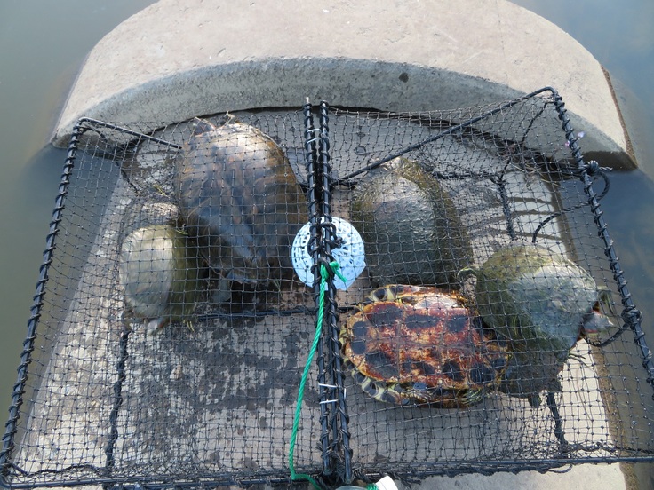 3個の罠の内、1つは1匹しか捕獲できませんでした。