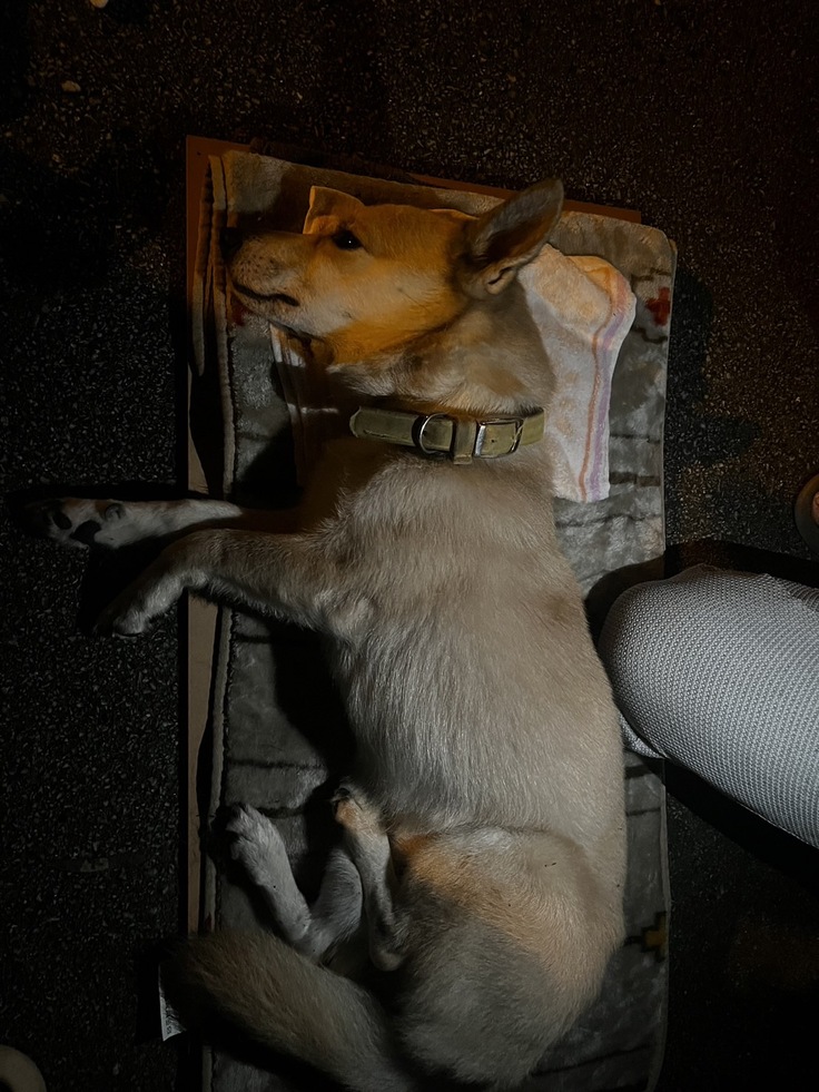 事故直後のワンちゃん