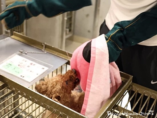 咬まれてもいいように腕にタオルを巻きます