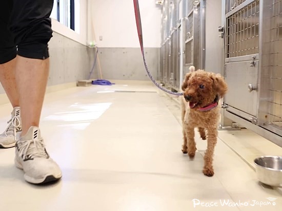安倍と一緒にセンター内を歩くトイプードル