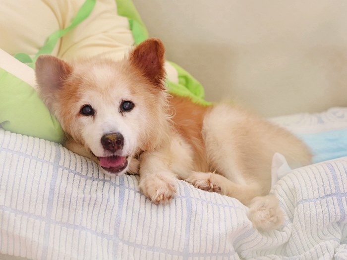オレンジ犬舎で暮らす推定12歳の「レジェンド」