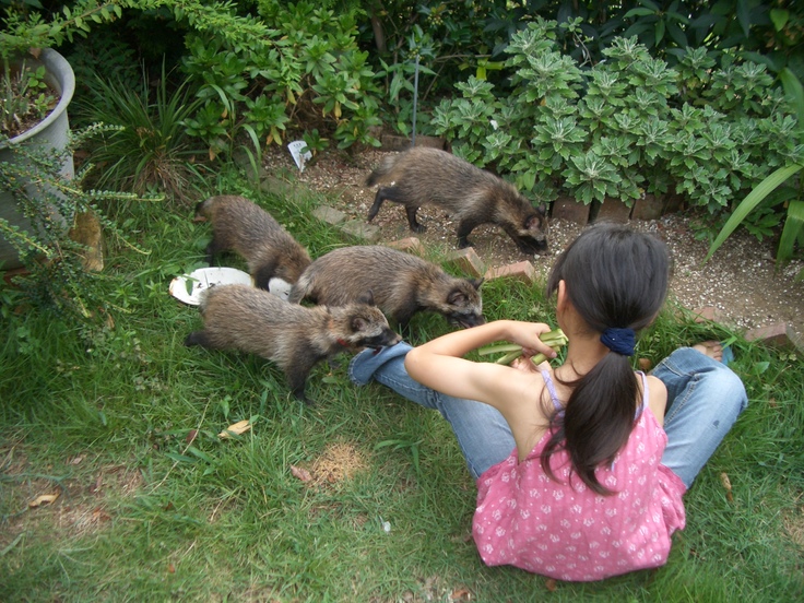 H20年7月20日　子だぬき　 051.jpg