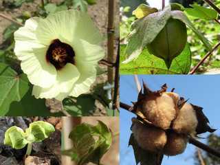 コットンはこんな風に実ります。