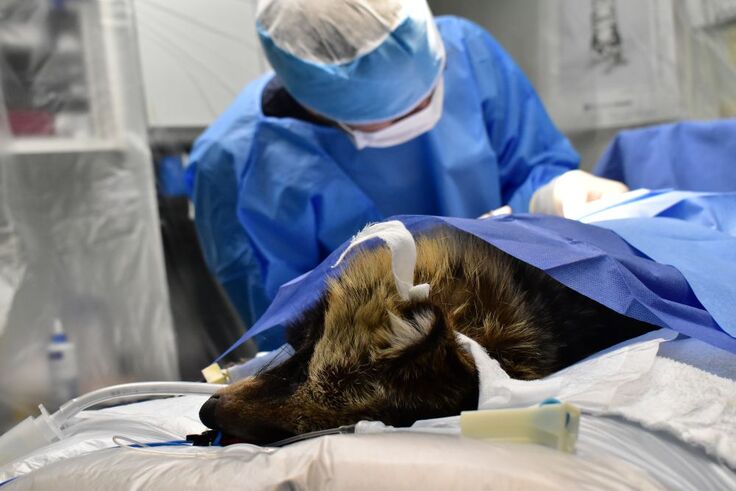 爪の抜骨手術 (50).JPG