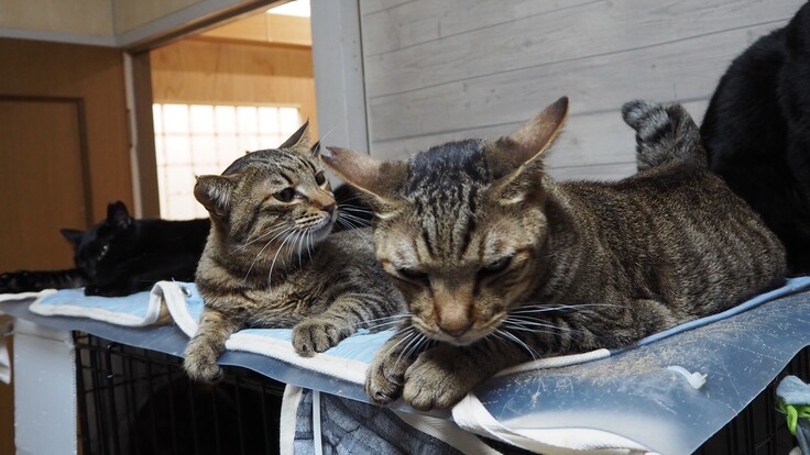 こんぶくんとふくちゃん