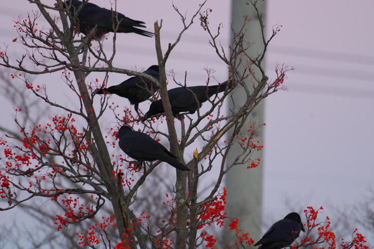 IMGP64951121 (1691).JPG