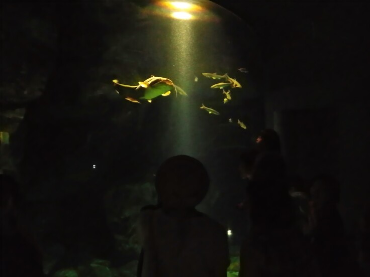 今回のリターンでは、ビワコオオナマズは別の水槽にいます