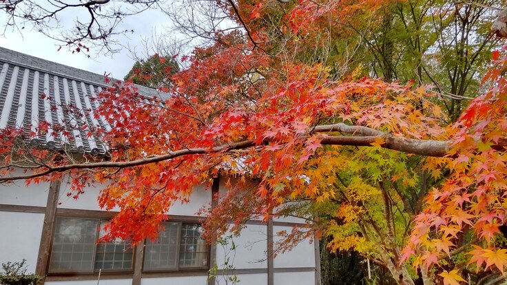紅葉進む常照寺