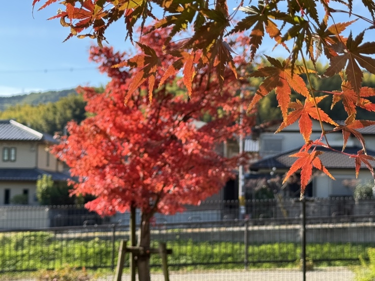 病院の近くの下海印寺西条公園の紅葉