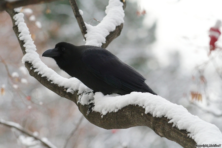 batch_IMGP73211130 (122).JPG