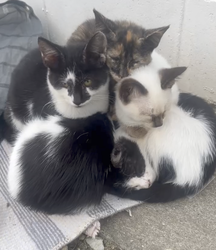 寒さをしのぐ場所もなく敷地内で集まり寒さをしのぐ猫たち