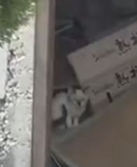 荒れた倉庫にも子猫の姿が