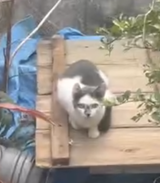 触れない猫たち