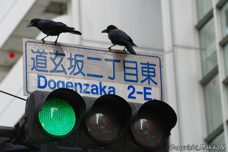 batch_batch_IMGP00011203 (875).JPG