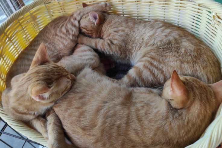 スクリーンショット 2024-12-04 17.16.59.png