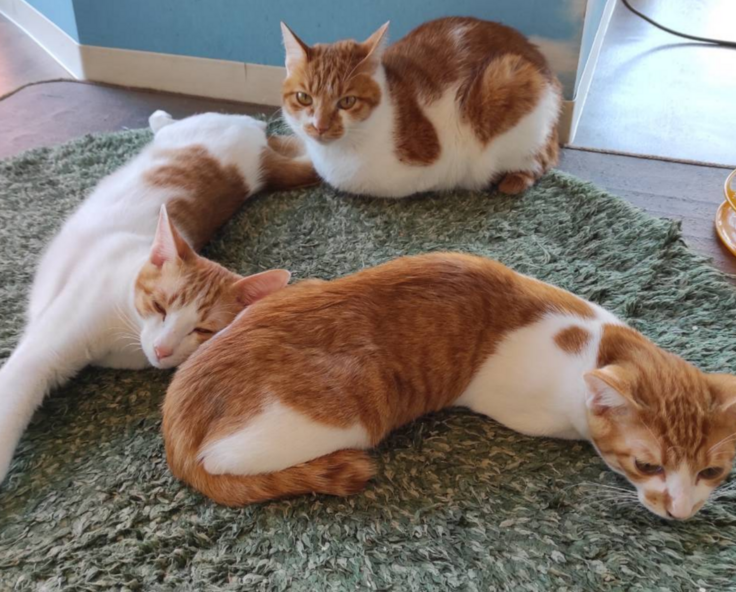 スクリーンショット 2024-12-04 17.18.44.png