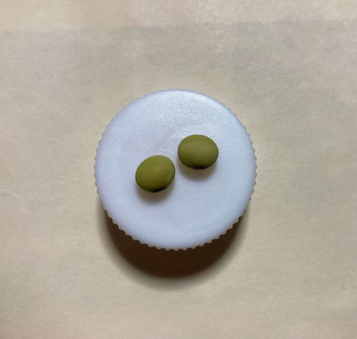 沖縄の在来大豆