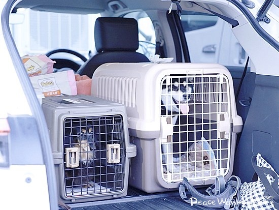 10月15日の朝4時、ピースワンコ浜松譲渡センターで出発準備が始まりました