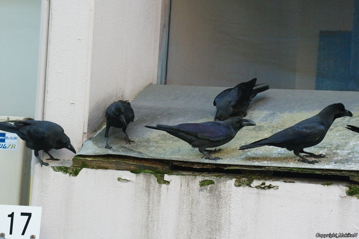 batch_北15条東4丁目すくらむ公園ブト雛・リング（右黒022・左紫120）・すすきの：24.12.07.140 (2).JPG