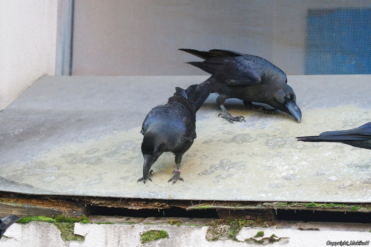 batch_北15条東4丁目すくらむ公園ブト雛・リング（右黒022・左紫120）・すすきの：24.12.07.042 (2).JPG