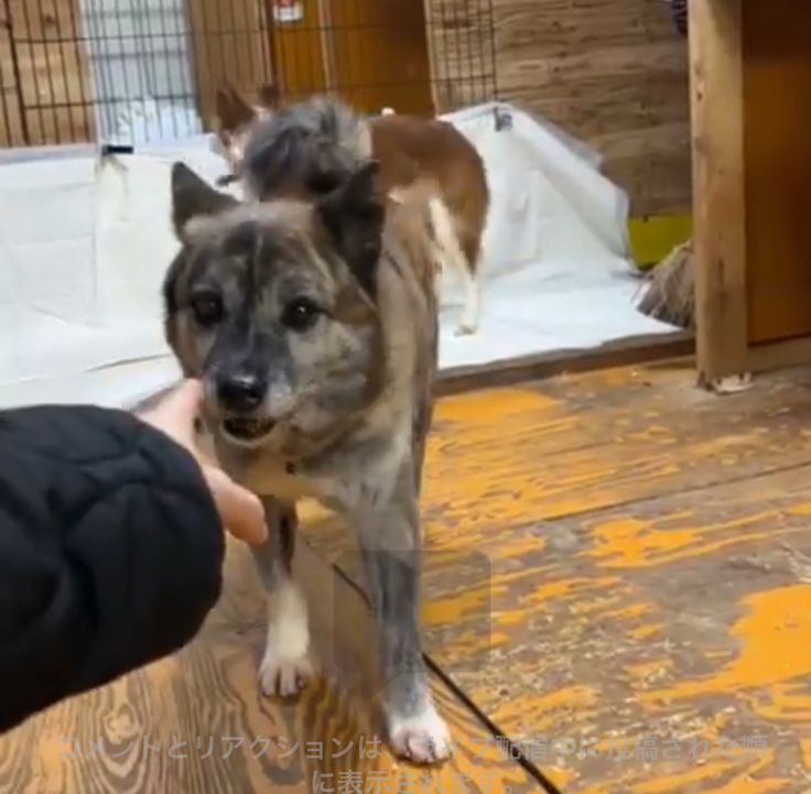 野犬フリー時間