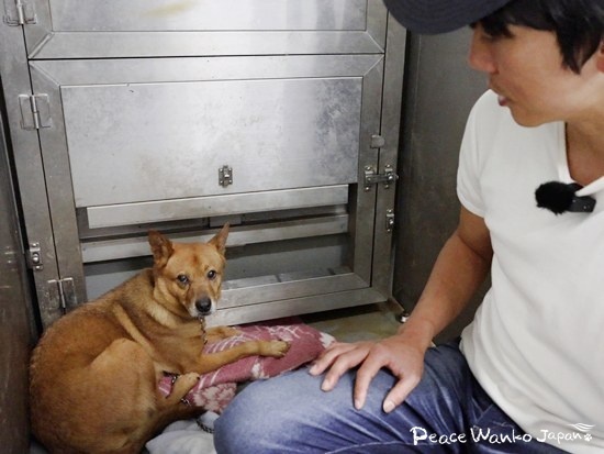 異臭がする薄暗い小屋の中に繋がれていた「豆大福」