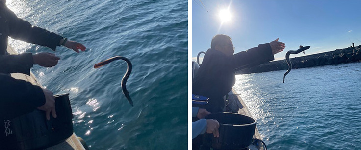 親うなぎ放流活動の様子