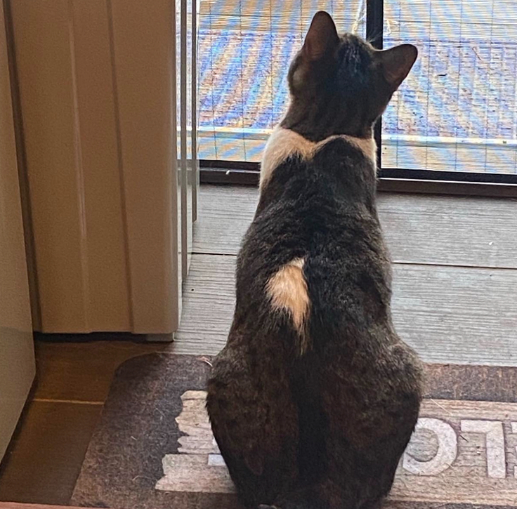 猫白血病で亡くなったチョビ