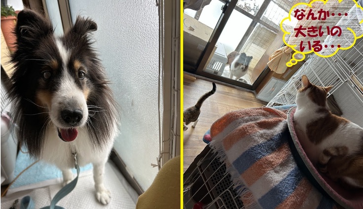 猫がいっぱい(=^・^=)　はじめての光景に？？