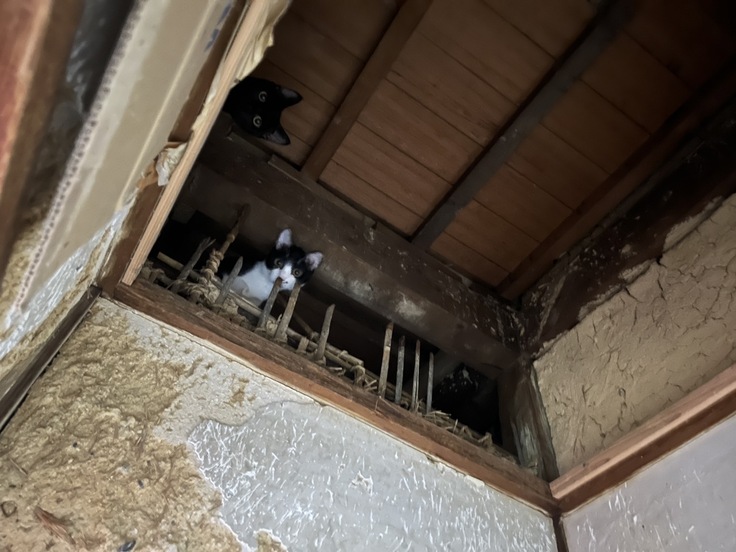 多頭崩壊、天井裏の猫たち