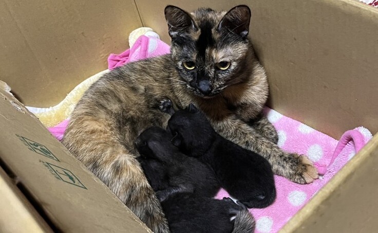 多頭崩壊、生まれたばかりの子猫たち