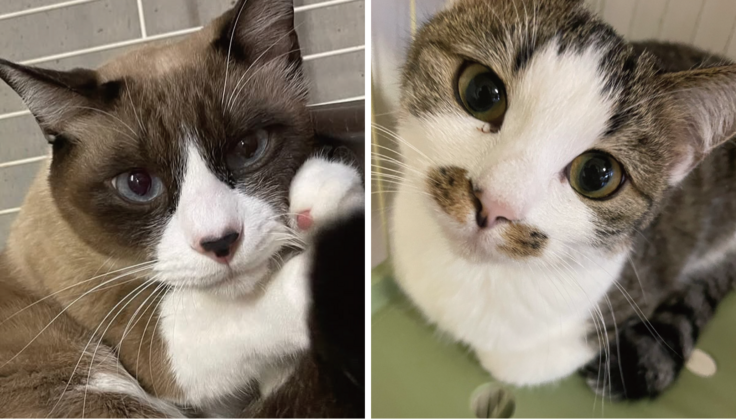 ルナくんとささちゃん