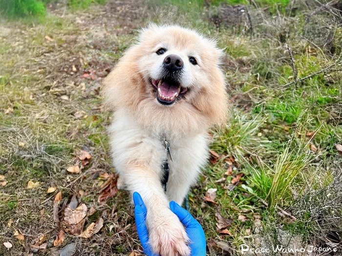 犬と暮らしたいと思ったら「保護犬を家族に迎える選択肢」を選んでください