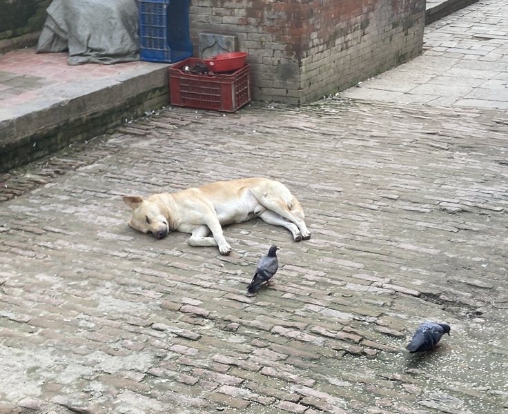 道端でお昼寝してる犬