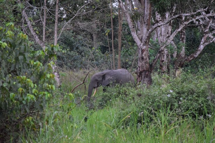 生息地のマルミミゾウ