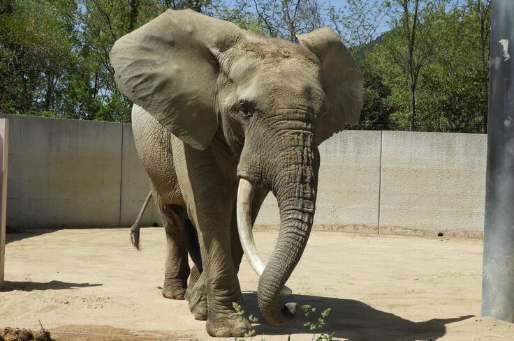マルミミゾウのダイの写真
