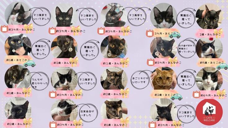 現在19頭保護しました