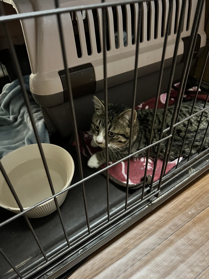 おめめが綺麗になってきた小次郎くん