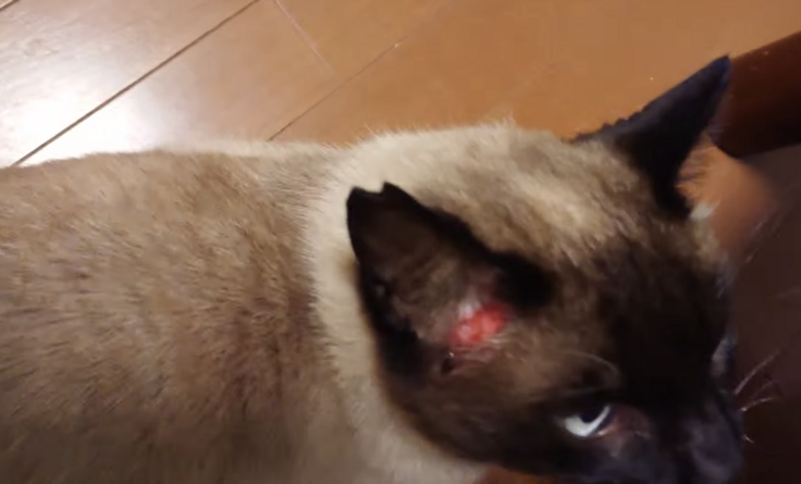 耳のキズ。ワイヤーの黒点。