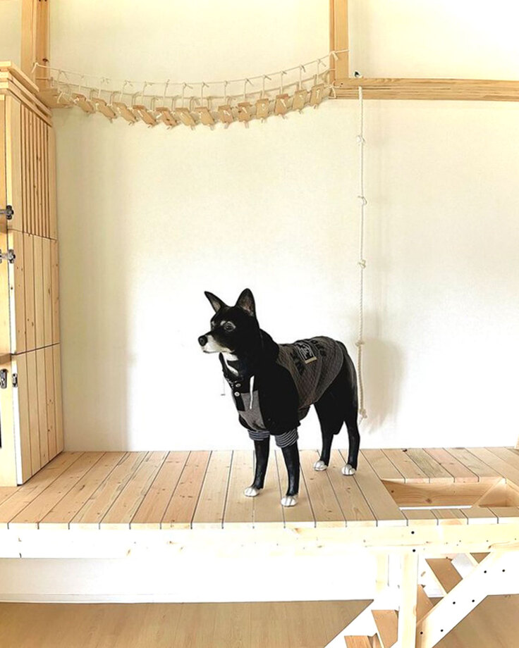 犬猫共生ファシリティーのジャック