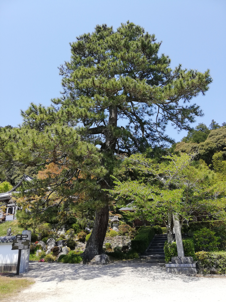 妙感寺の松の巨木