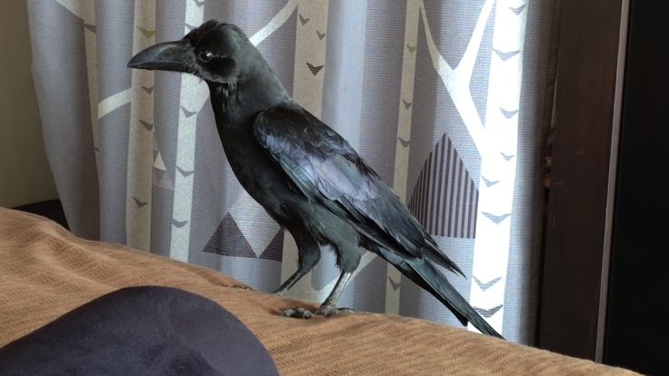 Corvus macrorhynchos・採食・肉争奪戦・雪・すすきの：25.01.29.008.jpg