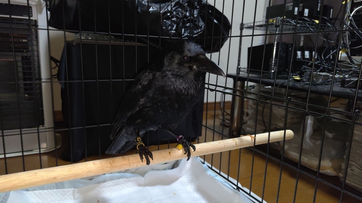 Corvus corone・リング（右黒028・左紫126）・放鳥・南5条西5丁目：25.01.31.004.jpg