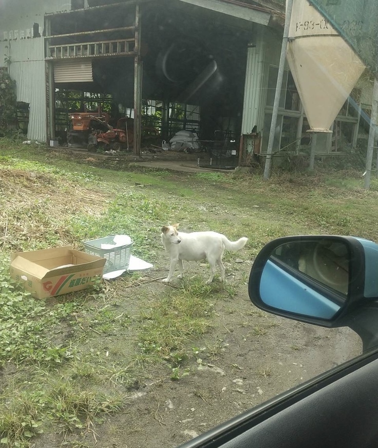 農家の牛舎にいた　ひなぎく