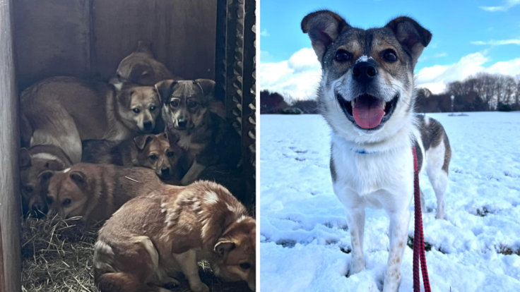 多頭飼育崩からレスキューした、ムサシくん