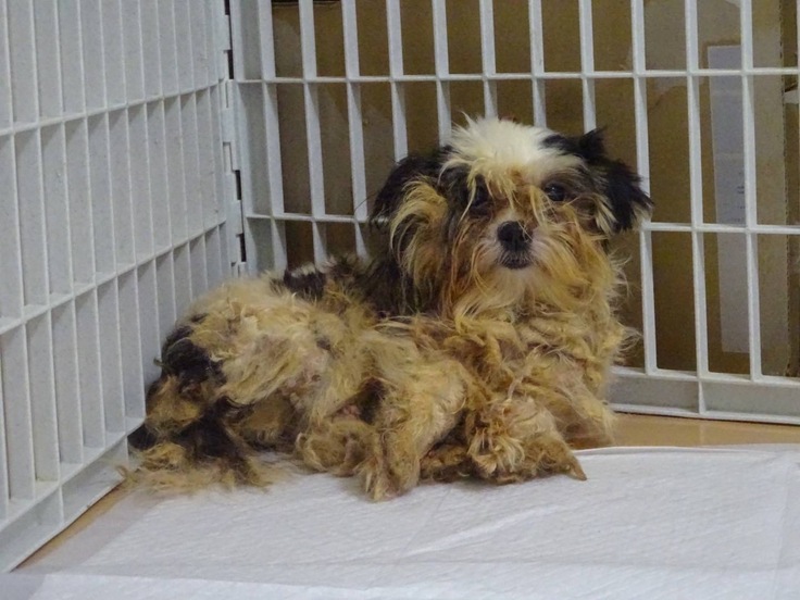 多頭飼育崩壊から保護された当時の当時のシーズー犬の様子