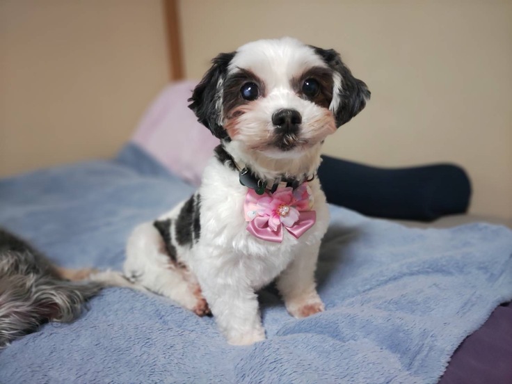 里親さまに出会って見違えるように可愛くなったシーズー犬