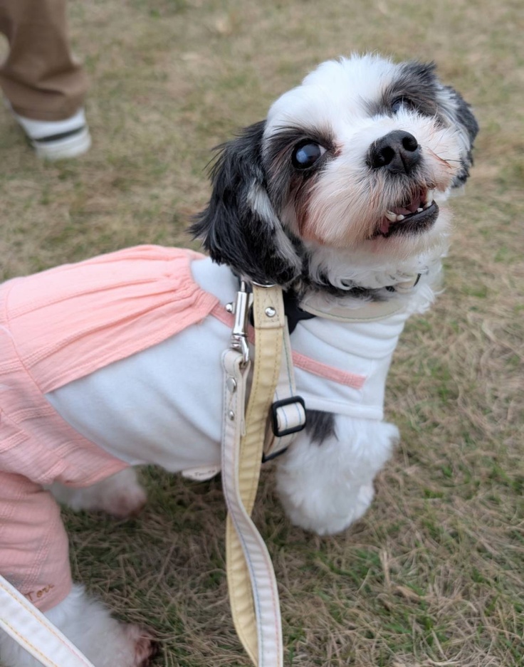 お外は苦手だけど頑張ってお散歩するシーズー犬2