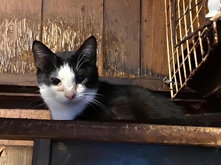 多頭飼育崩壊の現場にいた「さいほう」