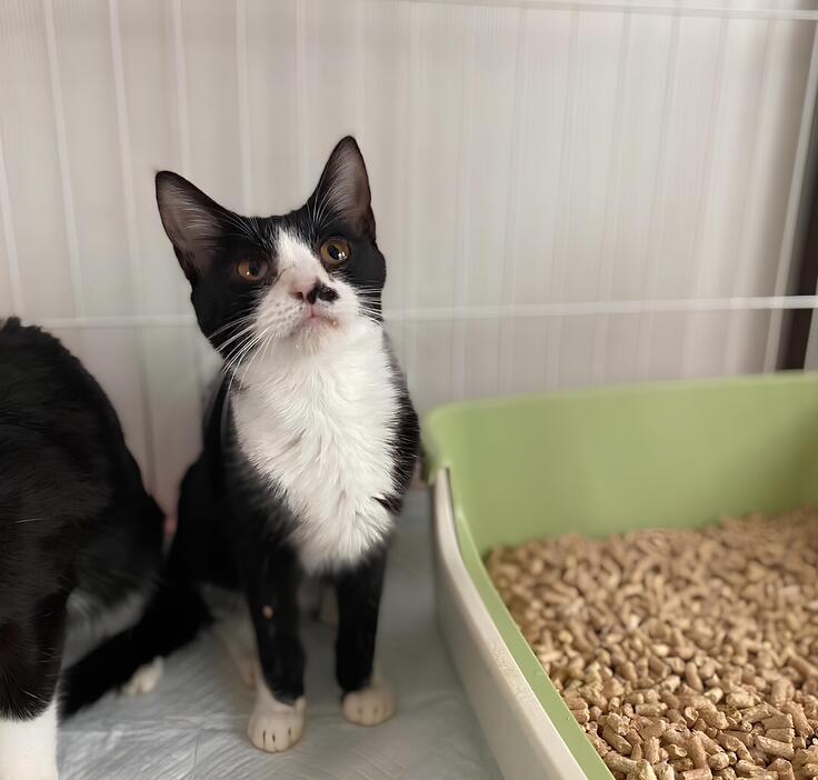 保護された当時の「まちばり」（現：ふくちゃん）